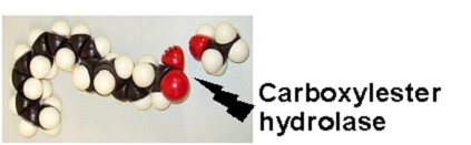 Duodenal EPA
                        ethyl ester uptake